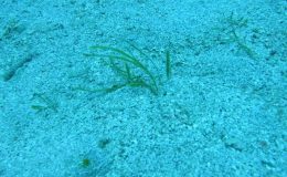 Denizlerdeki gizli tehlike: Katil yosun
